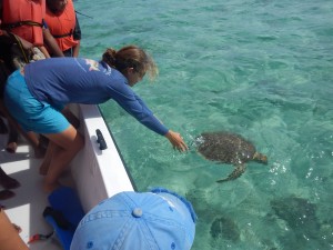 sea turtle release
