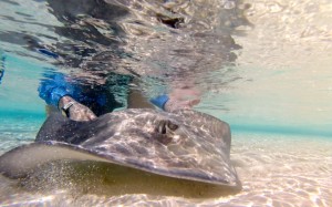 Southern stingray SRCP