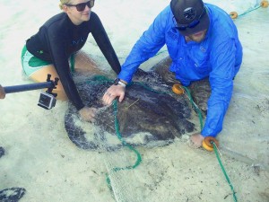 southern stingray capture