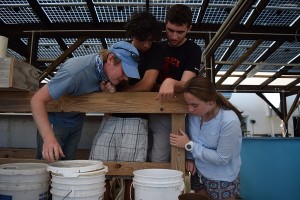 Getting to know the aquaponics system first hand