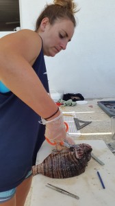 Intern Alanna working through lionfish dissections