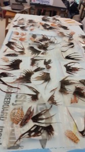 Lionfish fins drying to be made into jewelry