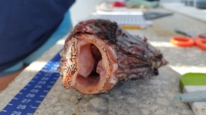 One of 49 dissected and filleted lionfish