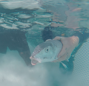 Dr. Owen O'Shea releases an adult bonefish.