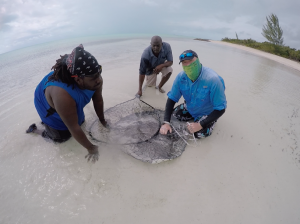 Dr. Owen O'Shea and Alexio Brown secure a large southern stingray