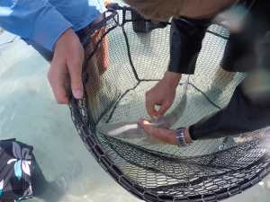 Adrian Feiler tags a bonefish with a uniquely coded spaghetti tag.