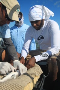 Justin Lewis (BTT) and Frederick Arnett (Department of Marine Resources - DMR) inserts an acoustic transmitter into a bonefish in October, 2014.