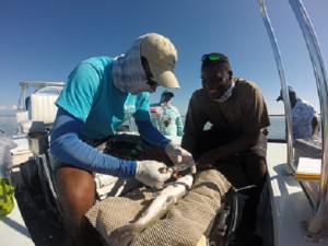 Justin Lewis (Bahamas Initiative coordinator for the Bonefish and Tarpon Trust) and Malcom Goodman (Research Assistant with the Cape Eleuthera Institute) perform surgery on a bonefish in October, 2014