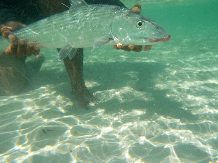 A healthy bonefish being released after surgery.