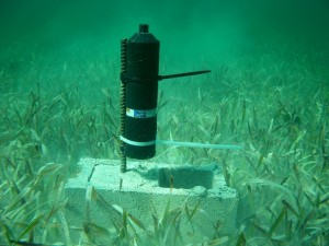 An acoustic receiver positioned on a seagrass bed in the Grand Lucayan Waterway on Grand Bahama.