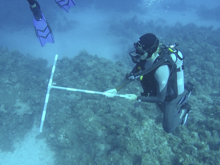 Students practicing using a t-bar during a reef transect