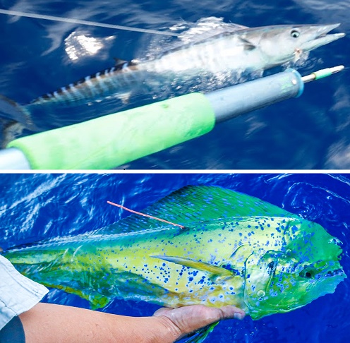 Wahoo (top) and dolphinfish (bottom) are highly sought after sportfish, and are targeted for their fighting ability and table quality meat. These species, together with tunas and billfish, drive the economically valuable Bahamian sportfish economy.