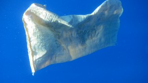 Fig. 2: A sugar bag originating from the Dominican Republic. Within a few years this bag will break up into tiny microplastics, easily available for accidental consumption by marine fishes.