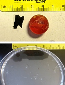 Fig. 4: This large hair bead and piece of trash bag were discovered in a dolphinfish and wahoo (top), while these 14 small pieces of clear plastic film were discovered after sieving the stomach contents of a single yellowfin tuna.