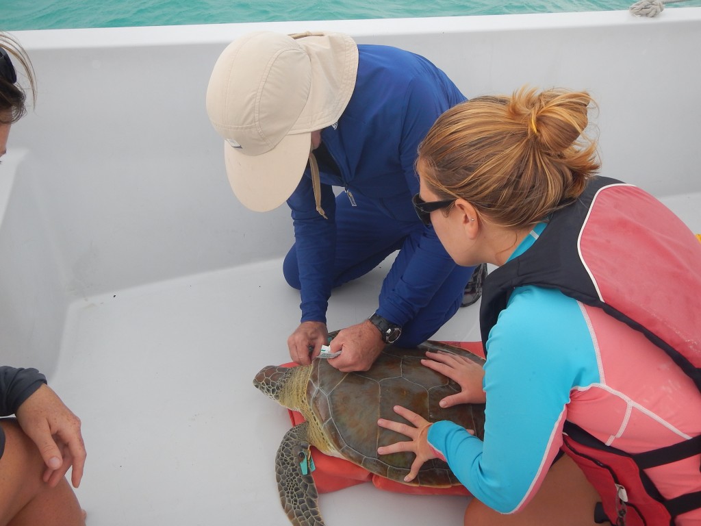 Research assistant of the Sea Turtle Research Program, Rachel Miller, watching Dr. Alan Bolten take a biopsy from a green sea turtle caught in Starved Creek, The Bahamas.