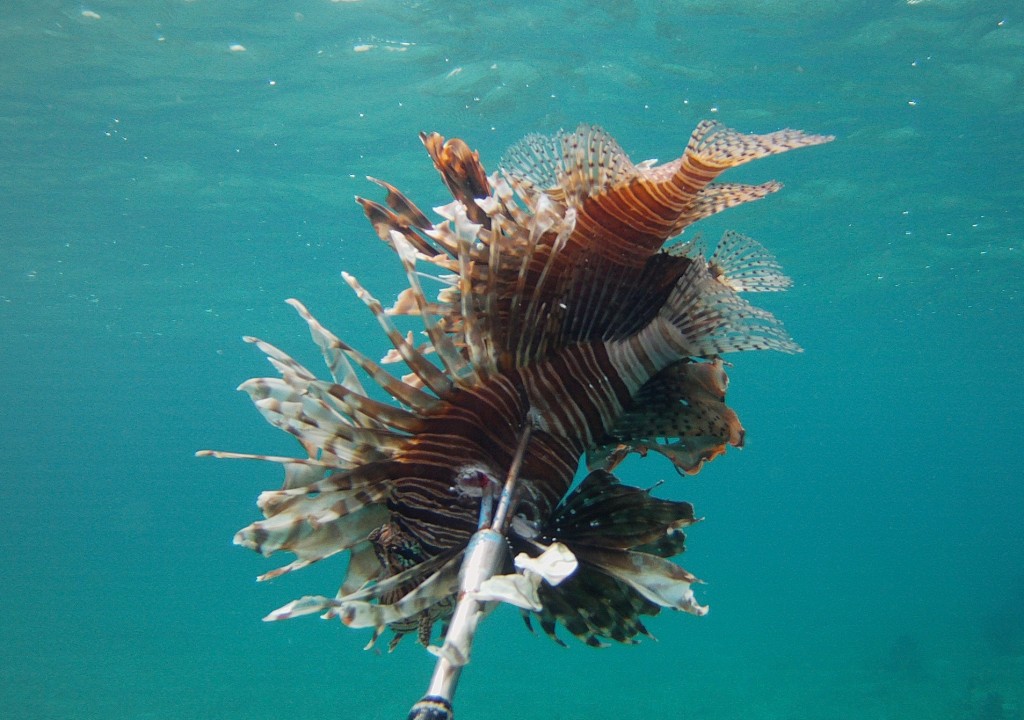 One of the lionfish removed during surveys