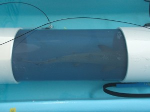 A juvenile lemon shark (Negaprion brevirostris) in a respirometry chamber that is used to measure metabolic rates, or rates of energy consumption.