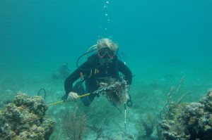 Adrian (SP 15 intern) does a great job removing a lionfish
