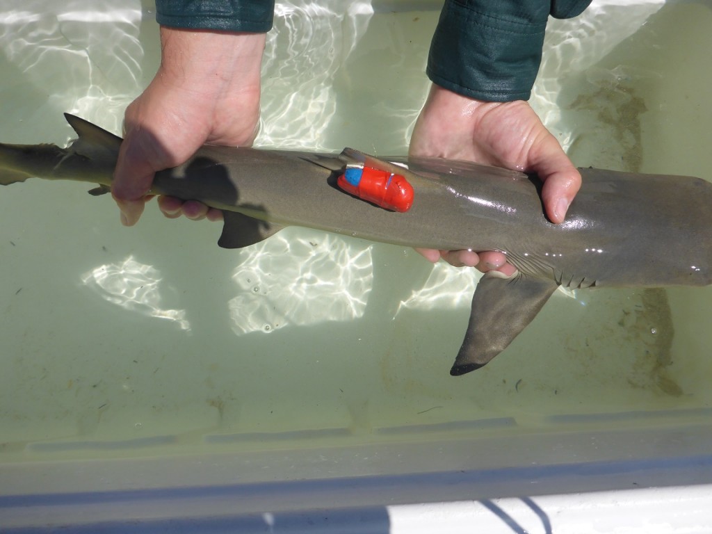An acceleration data-logging tag used to observe activty and behavior in wild sharks.