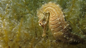 One of the many seahorses found in Sweetings Pond 