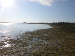 Nearshore habitat where juvenile bonefish have been found in groups of mojarra; this bit of shoreline is just outside of Rock Sound.