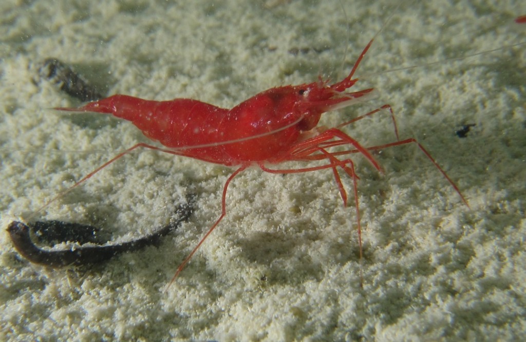 Unknown species of red shrimp discovered in the ponds 