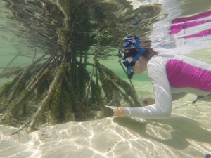 Phoebe observes fish interactions in the roots of the red mangrove