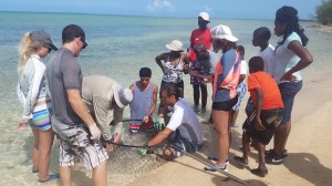 Students assist researchers  studying stingrays 