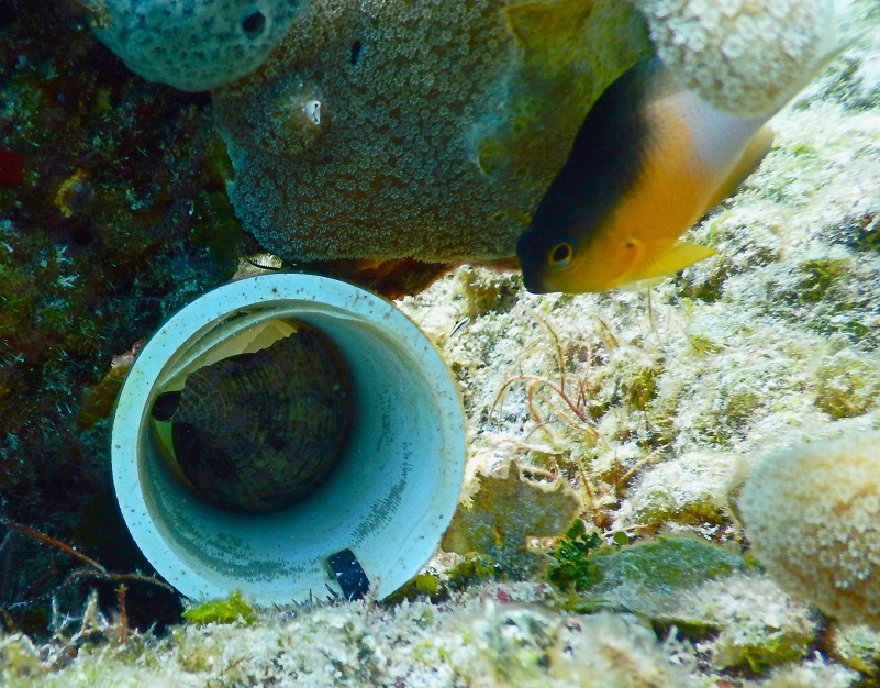 Damsel fish guarding its tunnel of love