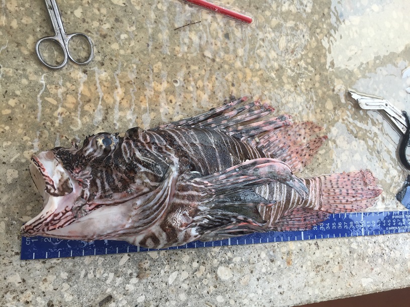 Record 44 cm lionfish