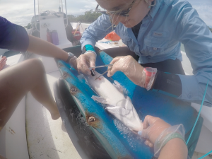 The transmitter is about to be implanted into the fish through a small incision in the body cavity.