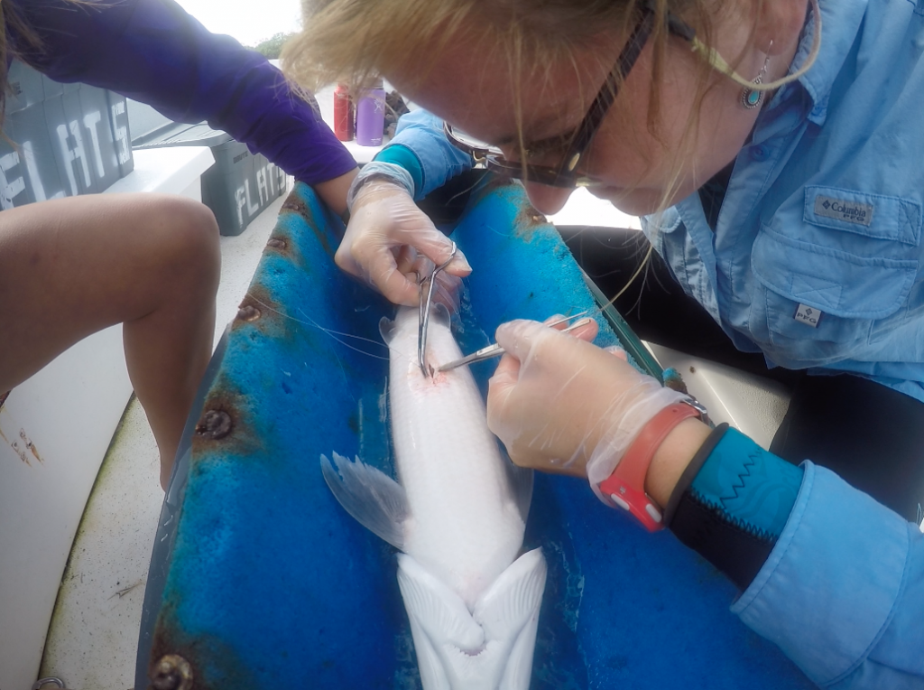 Georgie Burruss is suturing an anesthetized bonefish after implanting a transmitter into the fish. 