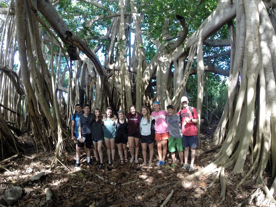 Exploring the Banyan tree in Rock Sound