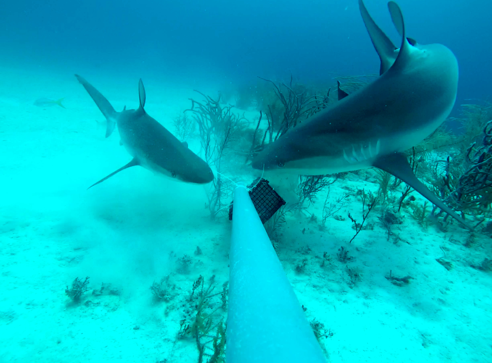 Two Caribbean reef sharks (Carcharhinus perezi) feeding from a bait crate
