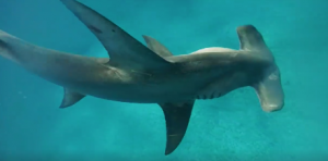 The hammerhead shark is safely released in under 5 minutes