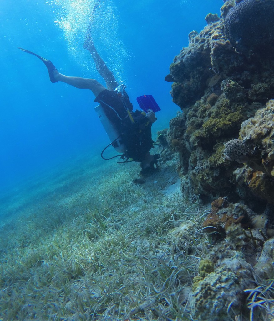 Every part of the reef is searched for lionfish