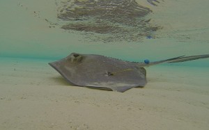 Southern stingray fitted with iButton swims away after release