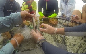 Surgical needles are used to make holes in the stingrays tail in order to attach the iButton