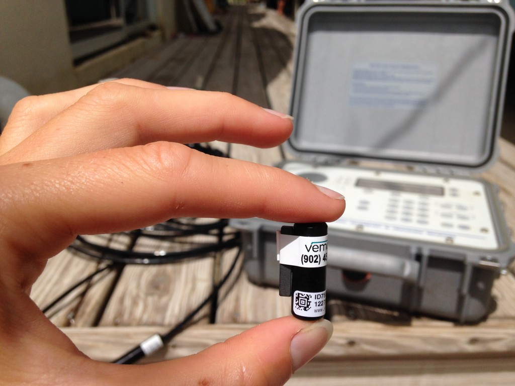 Gastric transmitter inserted into the bonefish