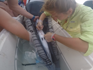 Georgie Burruss closes the incision on a Great Barracuda