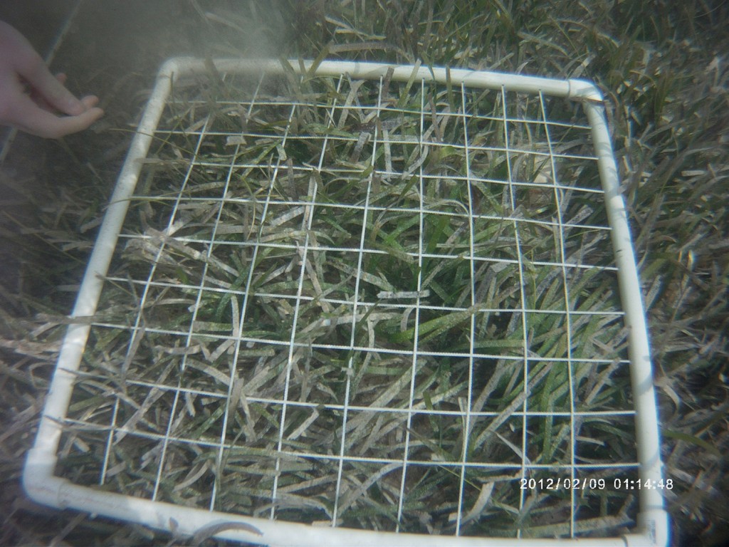 Quadrat use to estimate seagrass and algae cover