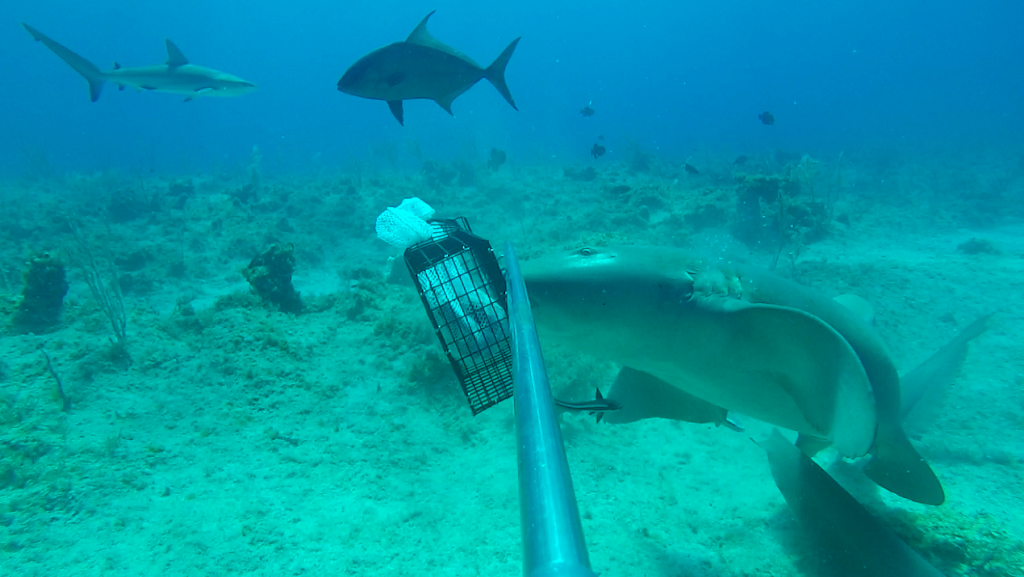A nurse shark (Ginglymostoma cirratum) attempting to take a bite from the bait cage while a Caribbean reef shark (Carcharhinus perezi) and bar jack (Carangoides ruber) swim behind during a baited remote underwater video (BRUV) off of San Salvador Island, the Bahamas. 