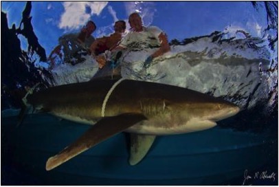 Working up an oceanic whitetip and attaching a satellite tag. 