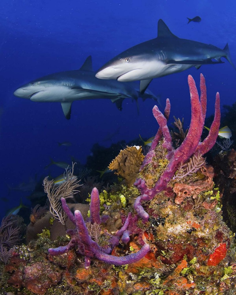 Caribbean Reef Sharks - photo by Jim Abernethy