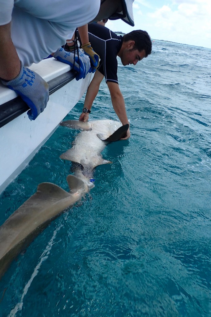 Newcastle University undergraduate student Massimo Casali holding a nurse shark prior to release