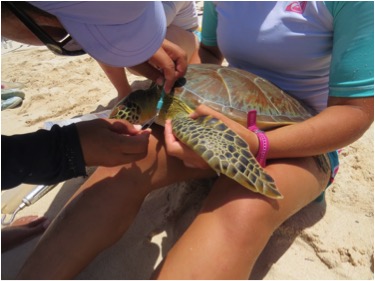 Intern Camila holding a Green Sea Turtle while biopsies are being taken for genetics and isotope research