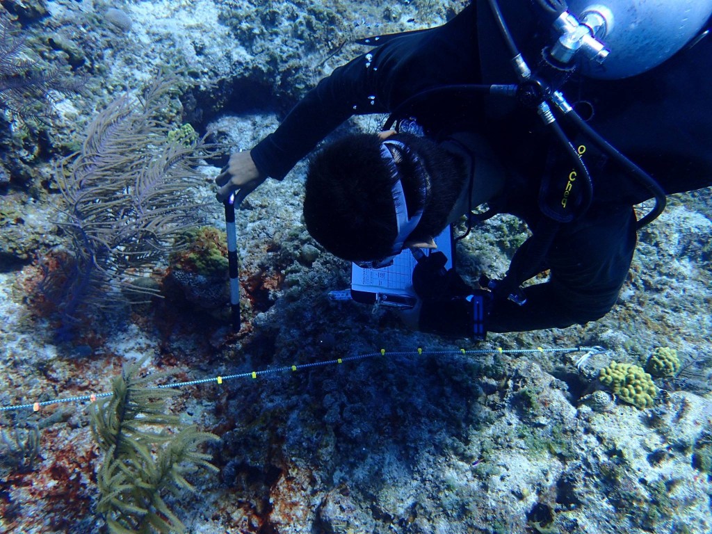 A coral survey is conducted, identifying, measuring, and assessing health of species found along the reef (Photo C. Dahlgren).