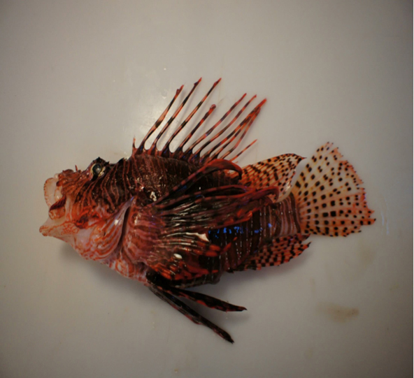 Diagram of a red lionfish clearly depicting its 18 venomous spines and general anatomy.