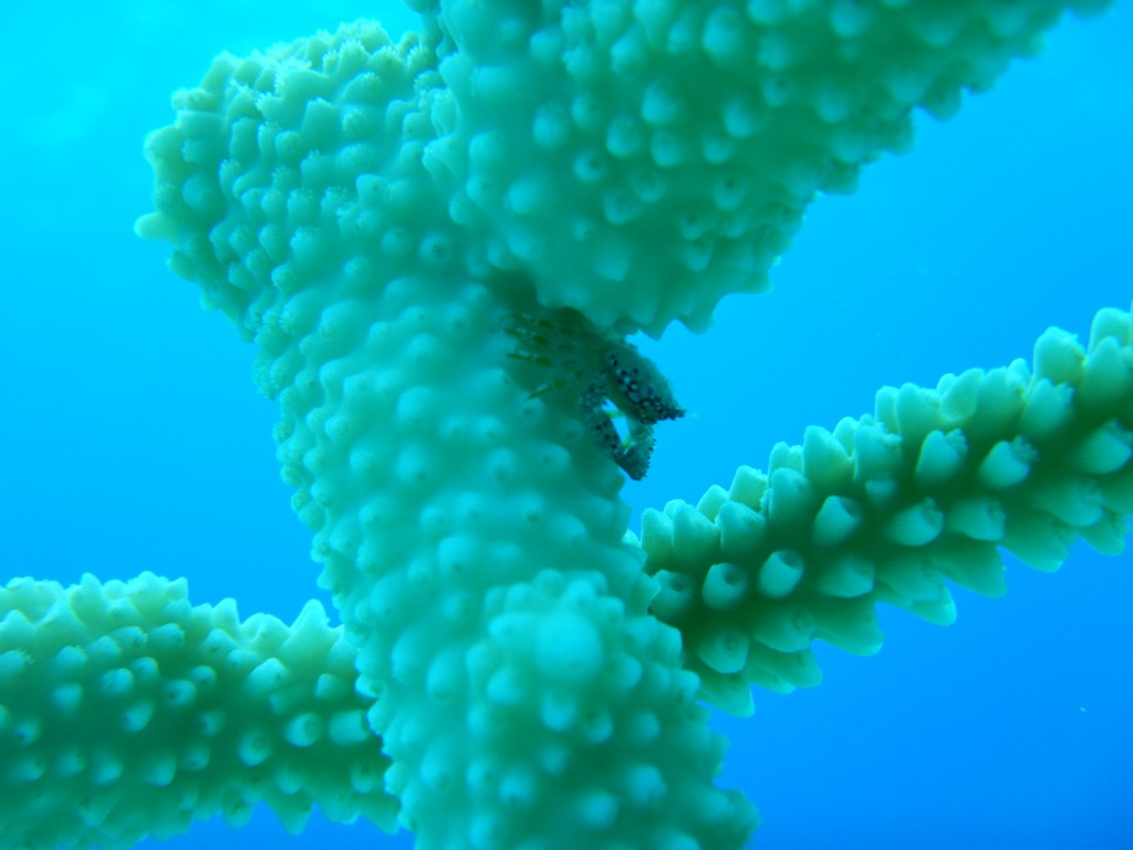 Domecia acanthophora on one of the coral fragments on the nursery