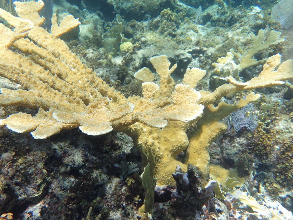 Elhorn coral colony (Photo C. Dahlgren)